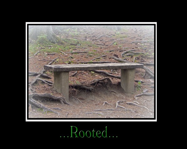 rooted