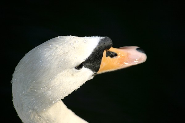 swan