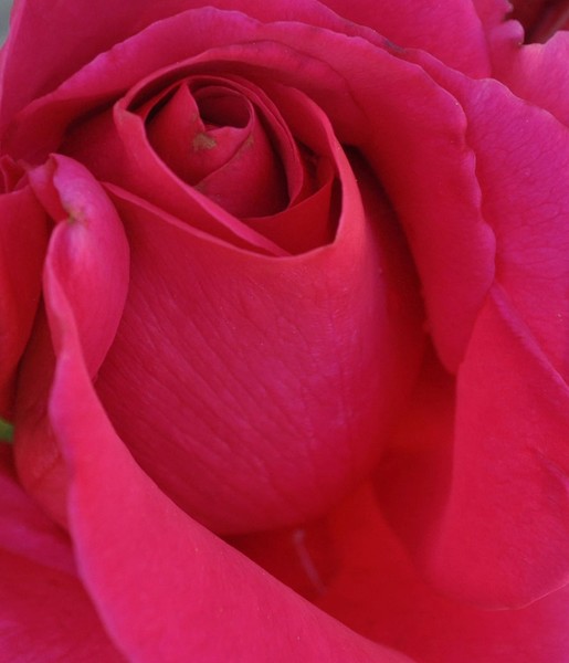 rose too
