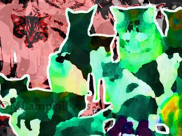 Cat series-28