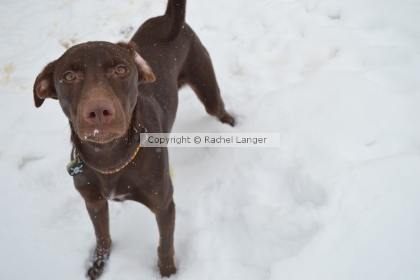 Chocolate Lab in Snow