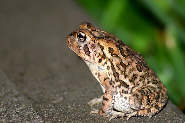 Toad