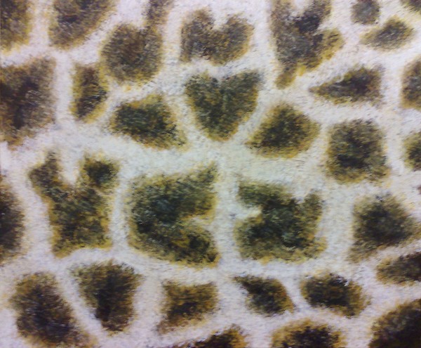 giraffe hide