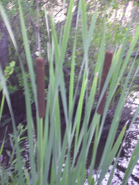 cat tails