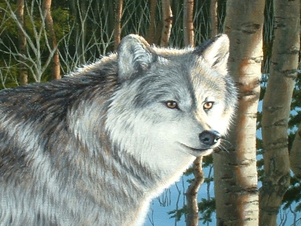 Grey Wolf