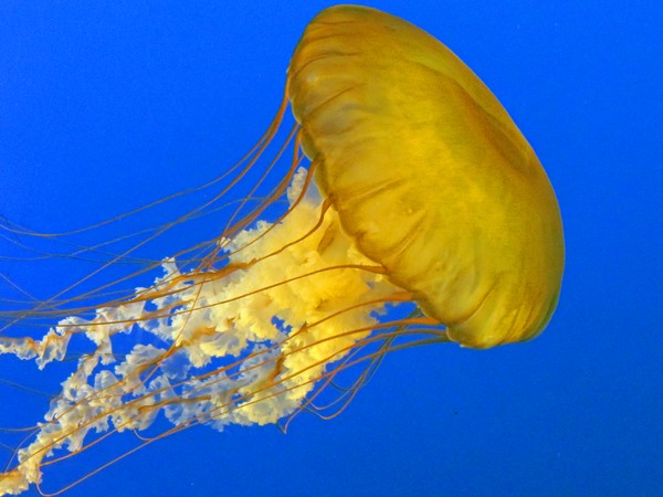 Jelly Fish on Blue 