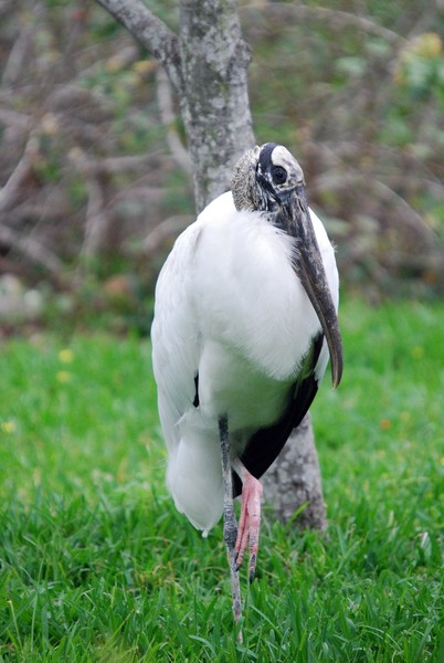 Wood Stork