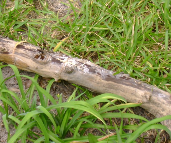 Dragonfly