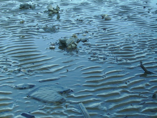 Low Tide