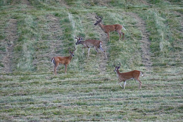 4 Bucks