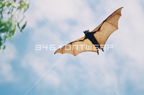 Fruitbat in Flight