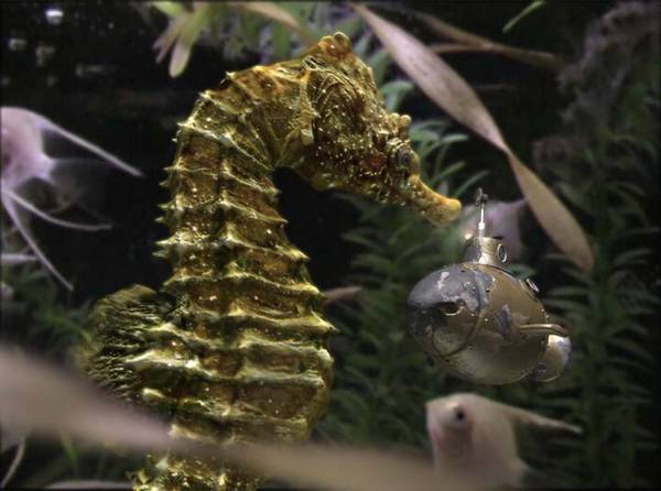 Seahorse 