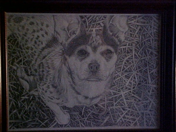 Forest Gump(my dog)