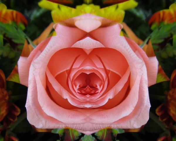Rose Reflection