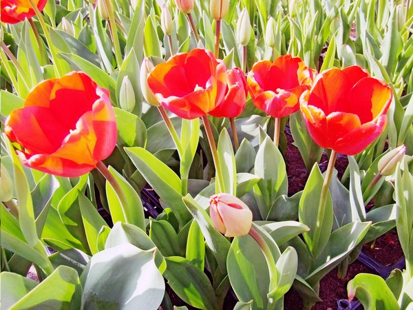 Tulips