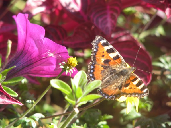 Butterfly series -2008