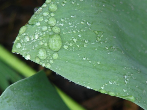 Droplets series:-