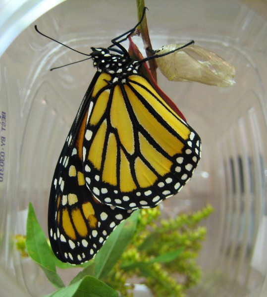 A Monarch is born