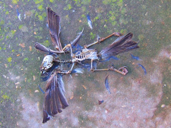 Bird deconstructed