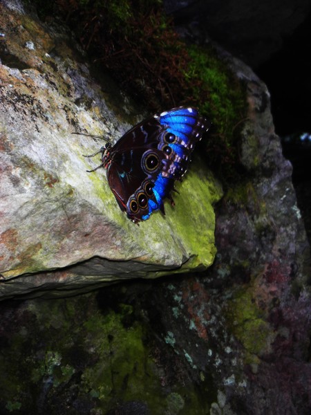 Blue Butter 