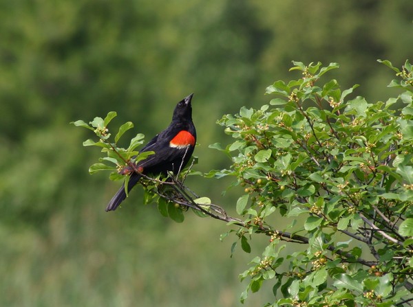 Red Wing Blackbird near Lake George, NY