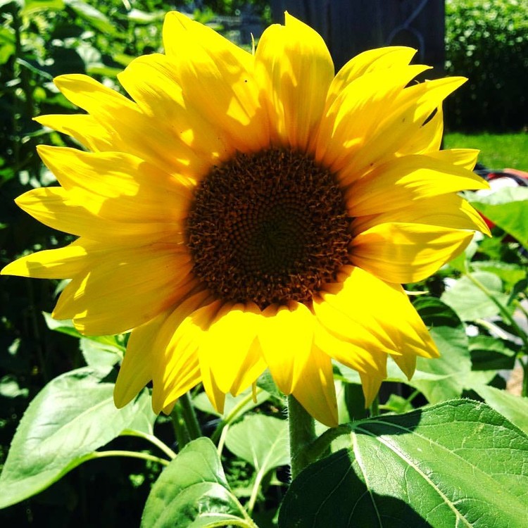 SUN FLOWER