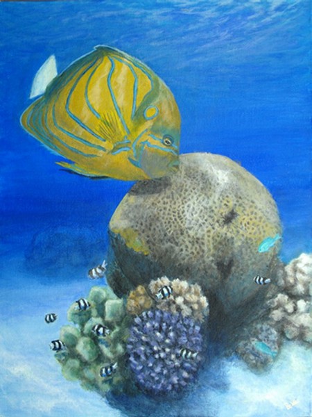Blue ringed angelfish-Red Sea