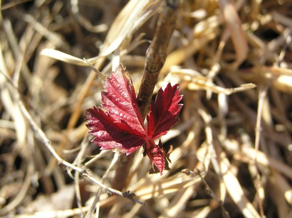 Caught red-leafed!!