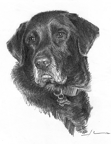 black lab drawing mike theuer