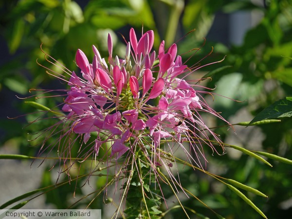 In Profusion