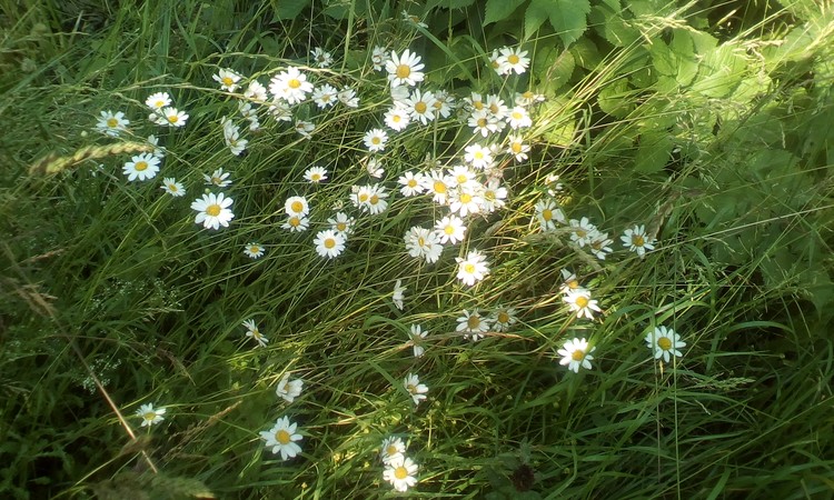 Wild dayisies