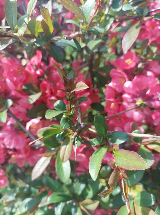 Pink flowers