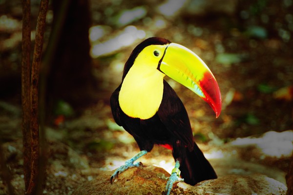 Tucan Bird