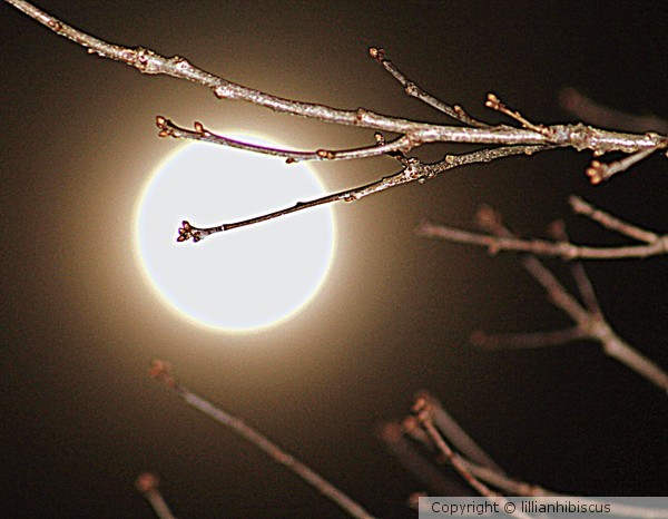 Waiting for the Blood Moon 41414