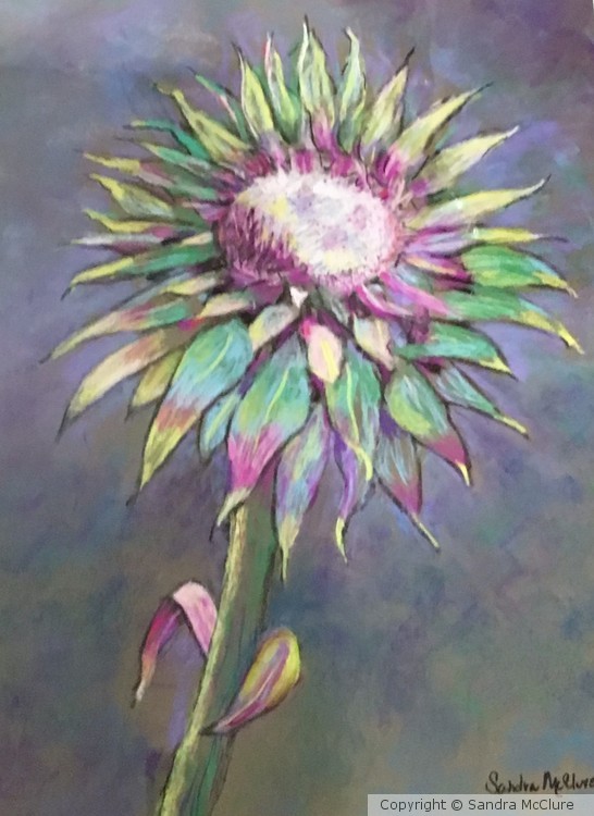 Wyoming Wildflower