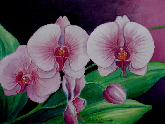 Borneo Orchid 