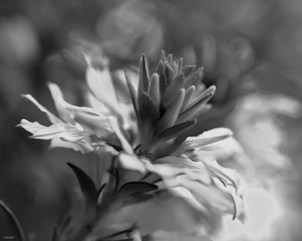 Floral in Black and White