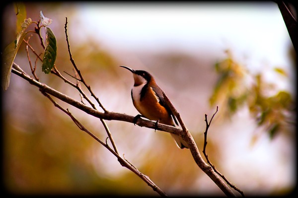 Eastern Spinebill