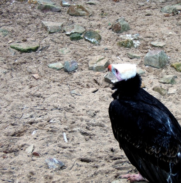 Vulture
