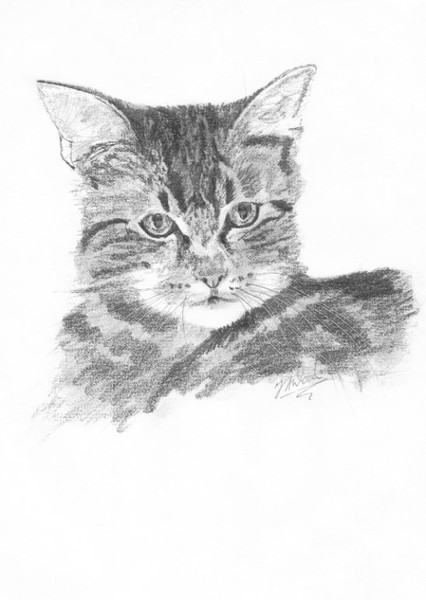 Meow meow meow
