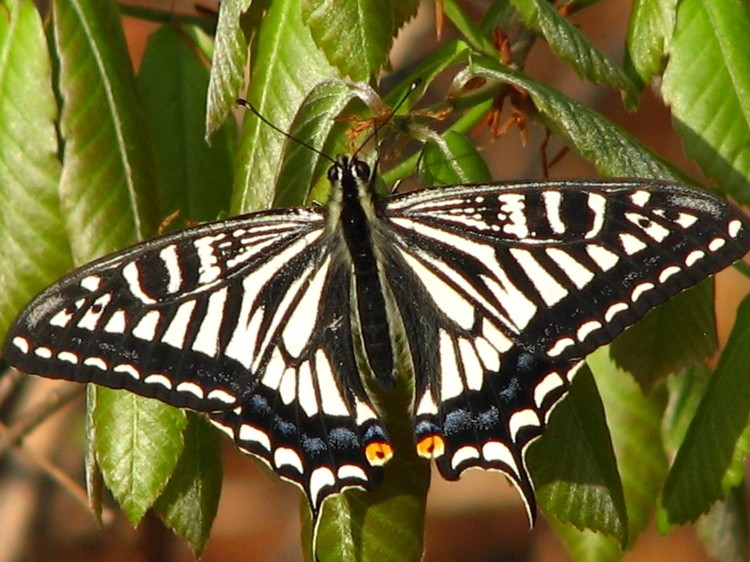 a flutter by