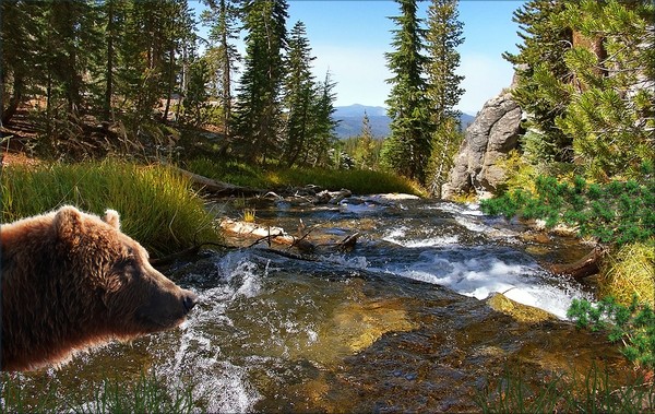 1226-Grizzly Nature