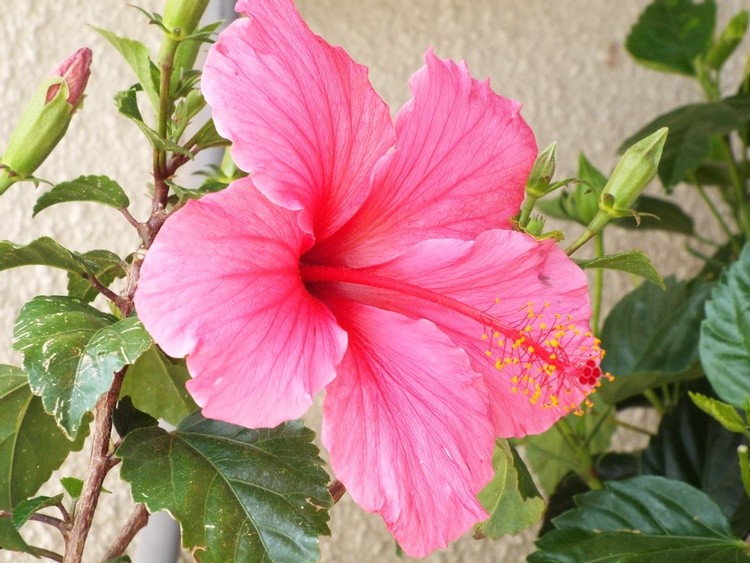 Pink Hibiscus