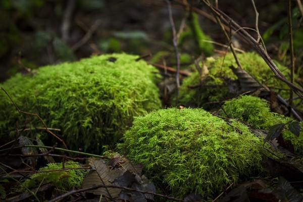 Moss cover rocks