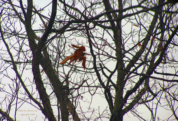 Flying Indian