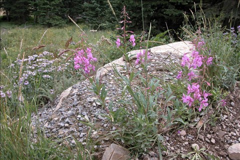 Pretty Rock