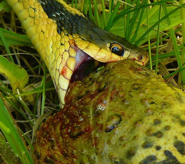 Snake capture of a Toad!