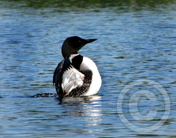Loon - Show!