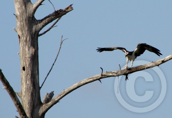 Osprey with fish catch!