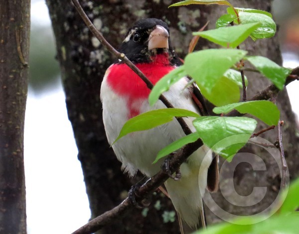 Rose-breasted Grosbeak